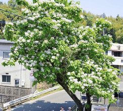 白い花を咲かせたカタルパの木